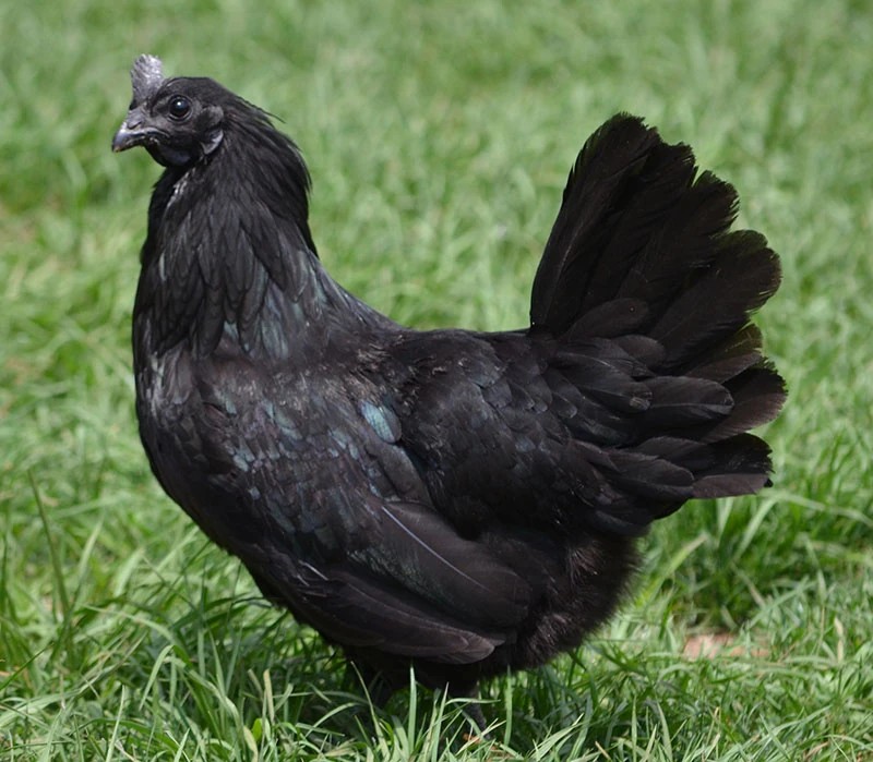 Gallina Ayam Cemani